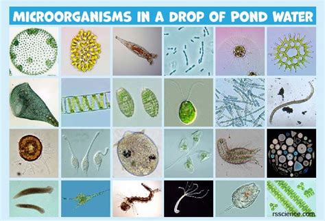 ebony organism|7 Types of Bacteria & Microorganisms In Pond Water.